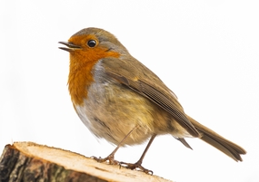 站在木头桩上的知更鸟摄影图片